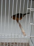 Agaat kanarie man, Dieren en Toebehoren, Vogels | Kanaries, Mannelijk, Kleurkanarie