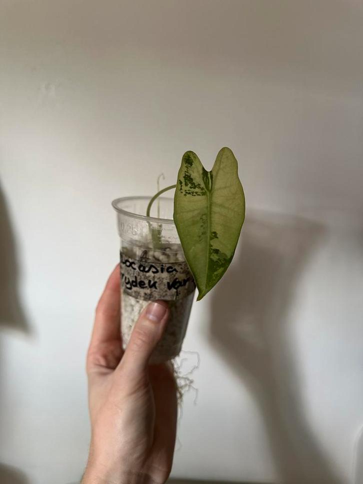 Alocasia set, Huis en Inrichting, Kamerplanten, Ophalen of Verzenden