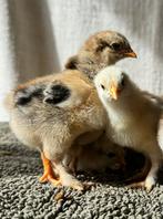 Poussins  Cochin, Poule ou poulet