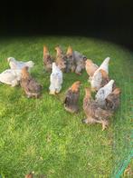 Jonge brahma groothoenders, Dieren en Toebehoren, Pluimvee, Vrouwelijk, Kip