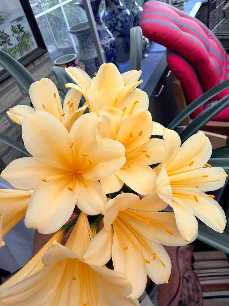 3 clivia’s geel, Ophalen of Verzenden