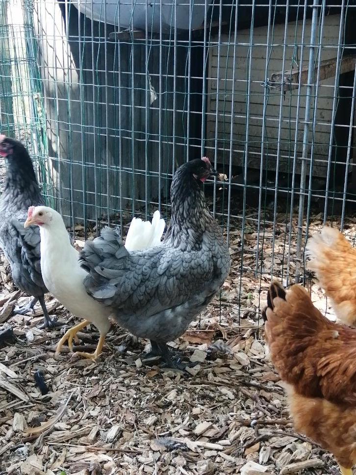 bleu de lande legkippen, Dieren en Toebehoren, Pluimvee, Kip