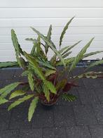 Calathea Rufibarba, Huis en Inrichting, Kamerplanten, Ophalen