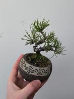 Prachtige shonin Japanse zwarte den bonsai, Tuin en Terras, Ophalen