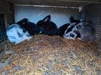 Jongeren te koop, Dieren en Toebehoren, Pluimvee