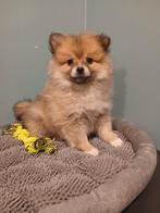 Keeshond zoekt warme thuis, Dieren en Toebehoren, België, Keeshond, CDV (hondenziekte), 8 tot 15 weken