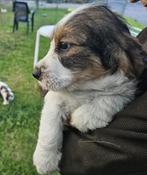 petit basset grifon vendeen pups  sumatra en soprano, België, 8 tot 15 weken, CDV (hondenziekte), Meerdere