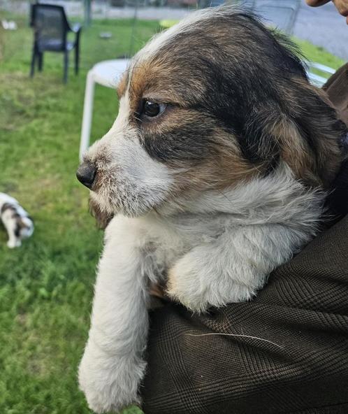 petit basset grifon vendeen pups  sumatra en soprano, Dieren en Toebehoren, Honden | Chihuahua's en Gezelschapshonden, Meerdere dieren