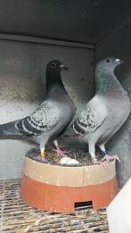 Meerdere koppels postduiven, Meerdere dieren, Postduif