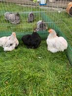 Cochin kriel trio splash/zwart, Dieren en Toebehoren, Pluimvee, Meerdere dieren, Kip