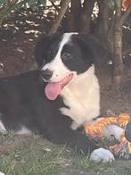 Hele mooie lieve border collie puppy, Animaux & Accessoires, Chiens | Bergers & Bouviers, Chien (mâle), Belgique, 8 à 15 semaines
