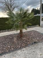 Palmboom te koop, Tuin en Terras, Ophalen