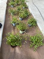 Meuhlenbeckia p9, Tuin en Terras, Ophalen