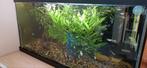 Guppies te koop, Ophalen, Zo goed als nieuw