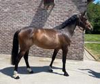 Jong springpaard met talent, Dieren en Toebehoren, Paarden, Merrie, Springpaard, Gechipt, Niet van toepassing