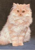 MOOIE  KAT  met  DONKER ORANJE OGEN, Verzamelen, Postkaarten | Dieren, Verzenden, Ongelopen, Hond of Kat