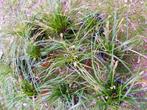Siergras Carex Evergreen, Tuin en Terras, Planten | Tuinplanten, Ophalen, Lente, Vaste plant, Siergrassen