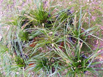 Siergras Carex Evergreen beschikbaar voor biedingen