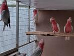 Rosé kaketoe lutino poppen en split man, Dieren en Toebehoren, Vogels | Parkieten en Papegaaien, Papegaai, Meerdere dieren, Geringd
