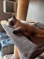 Ragdoll katertje, Dieren en Toebehoren, Kater, Gechipt, 0 tot 2 jaar