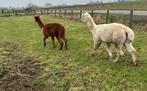 2 lieve alpaca hengsten, Dieren en Toebehoren, Meerdere dieren