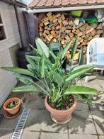 Strelitsia 8 jaar oud, Huis en Inrichting, Kamerplanten, Ophalen