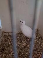 Zie omschrijving, Dieren en Toebehoren, Vogels | Duiven
