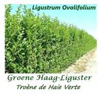 ZEER GROTE MATEN GROENE LIGUSTER, 1,5O/1,7O METER, 2,5o€/ST, Ophalen, Liguster, Haag, 100 tot 250 cm