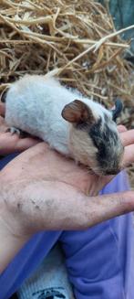 4 cavia's, geboren 29 november 2025, 2 beren en 2 zeugjes, Domestique, Novembre, Plusieurs animaux, Cobaye