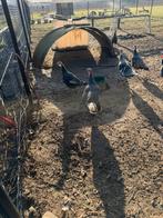 Kalkoenen, Animaux & Accessoires, Volatiles, Dinde