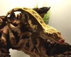 Harlequin wimpergecko., 0 tot 2 jaar, Hagedis, Met terrarium