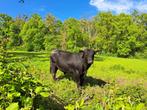 Aberdeen Angus Stier, Animaux & Accessoires, Bovins, Mâle, 0 à 2 ans