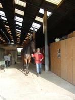 Stalling en weidegang, Weidegang, 2 of 3 paarden of pony's