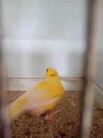 Jonge waterslager man, Dieren en Toebehoren, Vogels | Kanaries