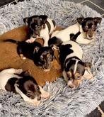 Jack Russel pups kortpotig, Dieren en Toebehoren, CDV (hondenziekte), België, Fokker | Hobbymatig, Jack Russell Terriër