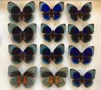 Waardevolle Agrias vlinders, 15 € / exemplaar, Opgezet dier, Ophalen of Verzenden, Zo goed als nieuw, Insect