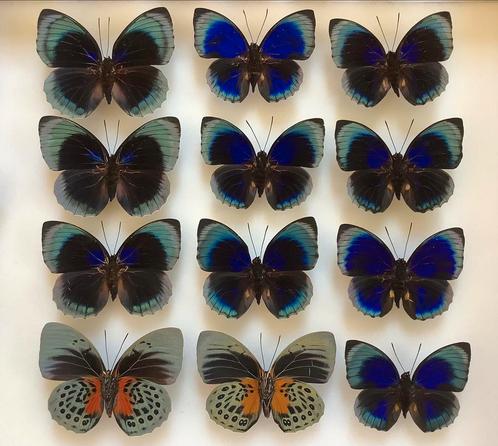 Waardevolle Agrias vlinders, 15 € / exemplaar, Collections, Collections Animaux, Comme neuf, Animal empaillé, Insecte, Enlèvement ou Envoi