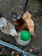 Zijdehoenders haan + 2 hennen, Dieren en Toebehoren, Meerdere dieren, Kip