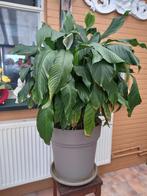 Spathiphyllum Sweet Sebastiano - Lepelplant, Huis en Inrichting, Ophalen, Overige soorten, In pot