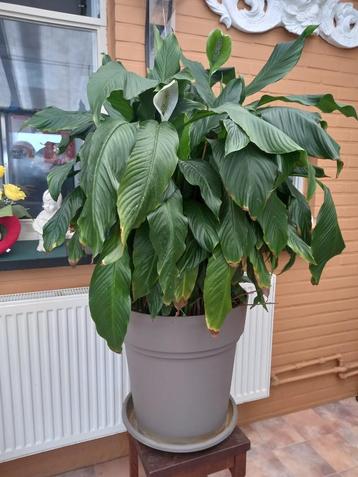 Spathiphyllum Sweet Sebastiano - Lepelplant beschikbaar voor biedingen