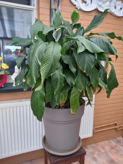 Spathiphyllum Sweet Sebastiano - Lepelplant, Huis en Inrichting, Kamerplanten, Overige soorten, In pot, Ophalen