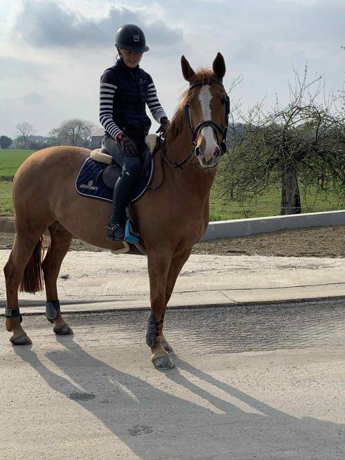 Lieve merrie: T Grupo Prom Taccini Z, Dieren en Toebehoren, Paarden, Merrie, Z, 11 jaar of ouder, Recreatiepaard, Met stamboom
