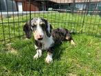 Standaard Teckel pups, België, Standaard, 8 tot 15 weken, Korthaar