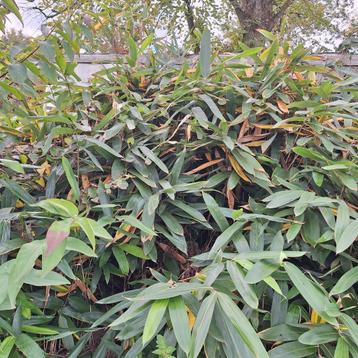 Bamboe  beschikbaar voor biedingen