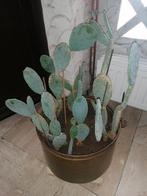 cactus dans un pot en cuivre., Enlèvement ou Envoi