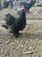 Brahma kriel, Dieren en Toebehoren, Pluimvee