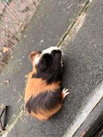 Cavia beertje, Décembre, Mâle, Domestique, Cobaye