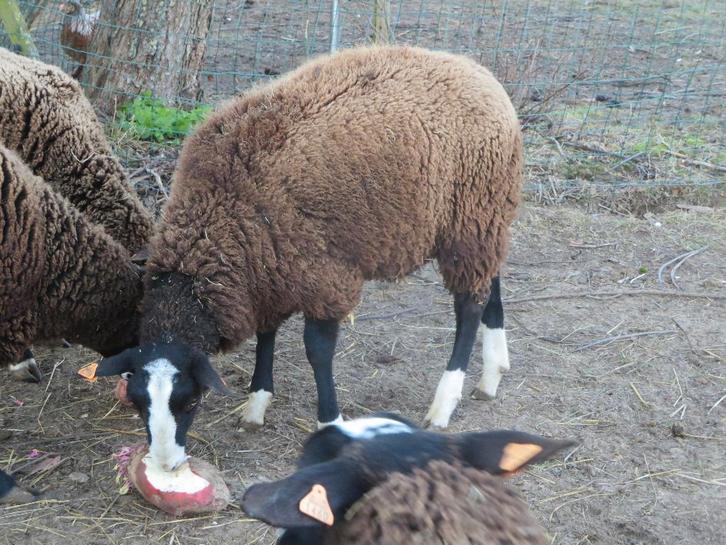 zwartbles bélier avril 2025, Animaux & Accessoires, Moutons, Chèvres & Cochons, Mouton, Mâle
