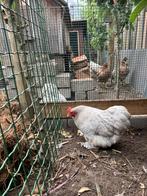 Cochin kriel 25€, Dieren en Toebehoren