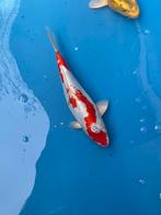 Japanse koi 30-35cm, Dieren en Toebehoren, Karper of Koi